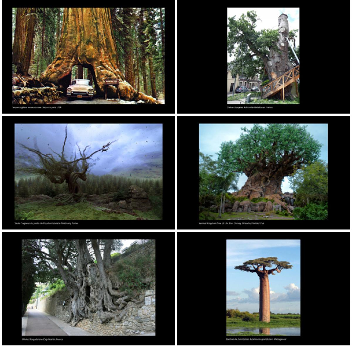  Les 6 arbres visibles à travers les "Sylviscopes"
